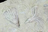 Three Crinoid Fossils ( Species) - Gilmore City, Iowa #88854-1